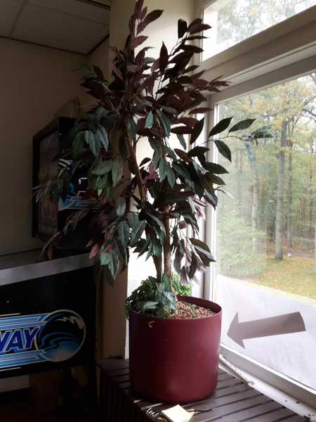 Bestand:Fakeplant2 Picture.png