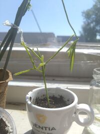 Rhipsalis heteroclada.jpg