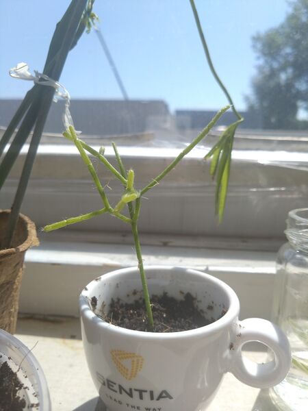 Bestand:Rhipsalis heteroclada.jpg