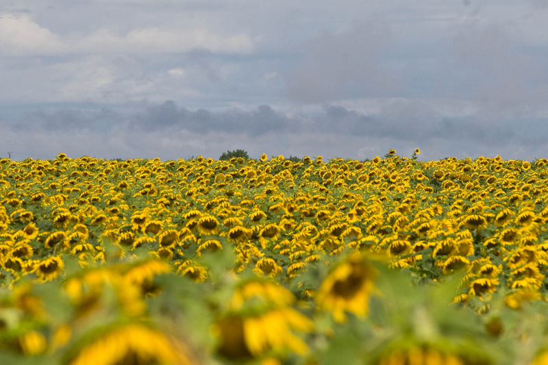 Bestand:Bix Picture.jpg