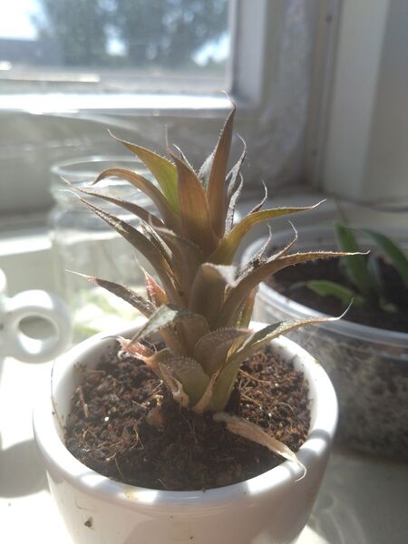 Bestand:Aloe Vera.jpg