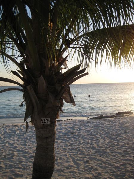 Bestand:262 Curacao2010.jpg