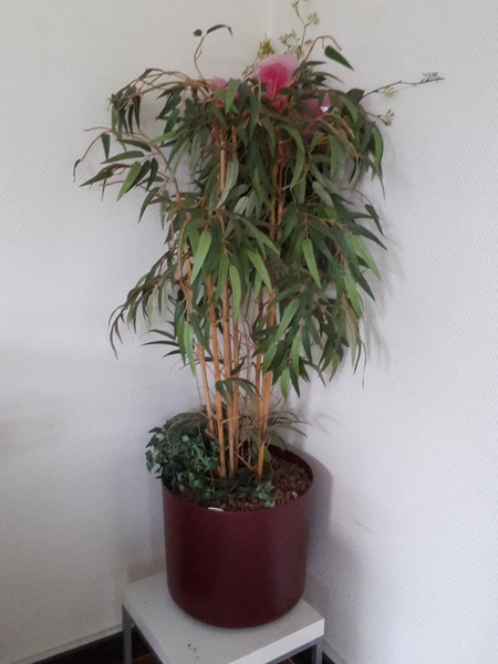 Bestand:Fakeplant1 Picture.png